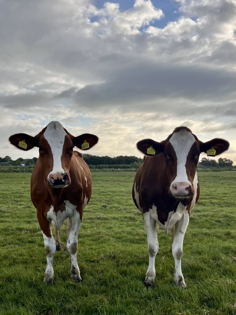 Sfeer in het Hollands&nbsp;veld